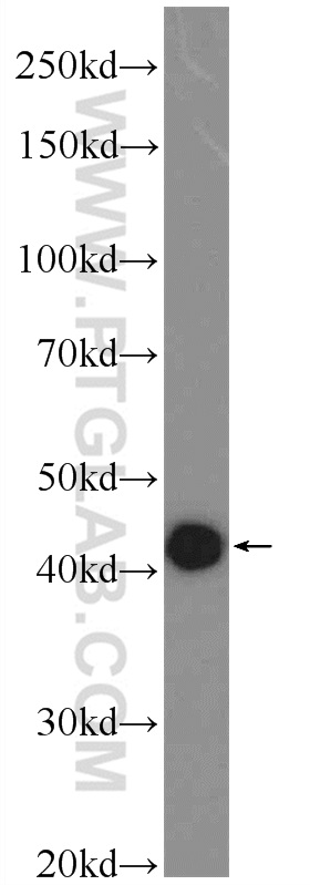 WB analysis of A549 using 25803-1-AP