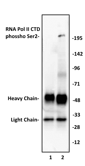 RNA Pol II CTD phospho Ser2 antibody (pAb) tested by Immunoprecipitation. 10 ul of RNA Pol II CTD phospho Ser2 antibody was used to immunoprecipitate RNA Pol II CTD phospho Ser2 from 250 ug of HeLa nuclear cell extract (lane 2). 10 ul of rabbit IgG was used as a negative control (lane 1). The immunoprecipitated protein was detected by Western blotting using the RNA Pol II CTD phospho Ser2 antibody at a dilution of 1:1,000.
