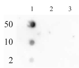 RNA Pol II CTD phospho Ser2 antibody (pAb) tested by dot blot analysis. Dot blot analysis was used to confirm the specificity of RNA Pol II CTD phospho Ser2 pAb. Peptides corresponding to the immunogen and related peptides were spotted onto PVDF and probed with the antibody at a dilution of 1:2,000. The amount of peptide (picomoles) spotted is indicated next to each row. Lane 1: Phospho Ser2 of RNA Pol II CTD peptide. Lane 2: Unmodified RNA Pol II CTD peptide. Lane 3: Phospho Ser5 of RNA Pol II CTD peptide.