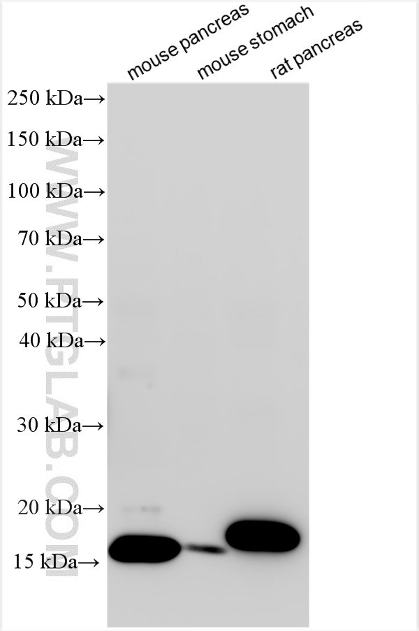 WB analysis using 15892-1-AP