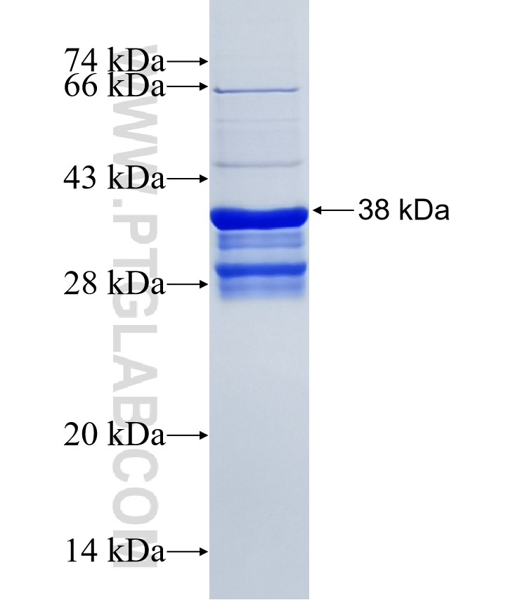 RNASE2 fusion protein Ag12834 SDS-PAGE