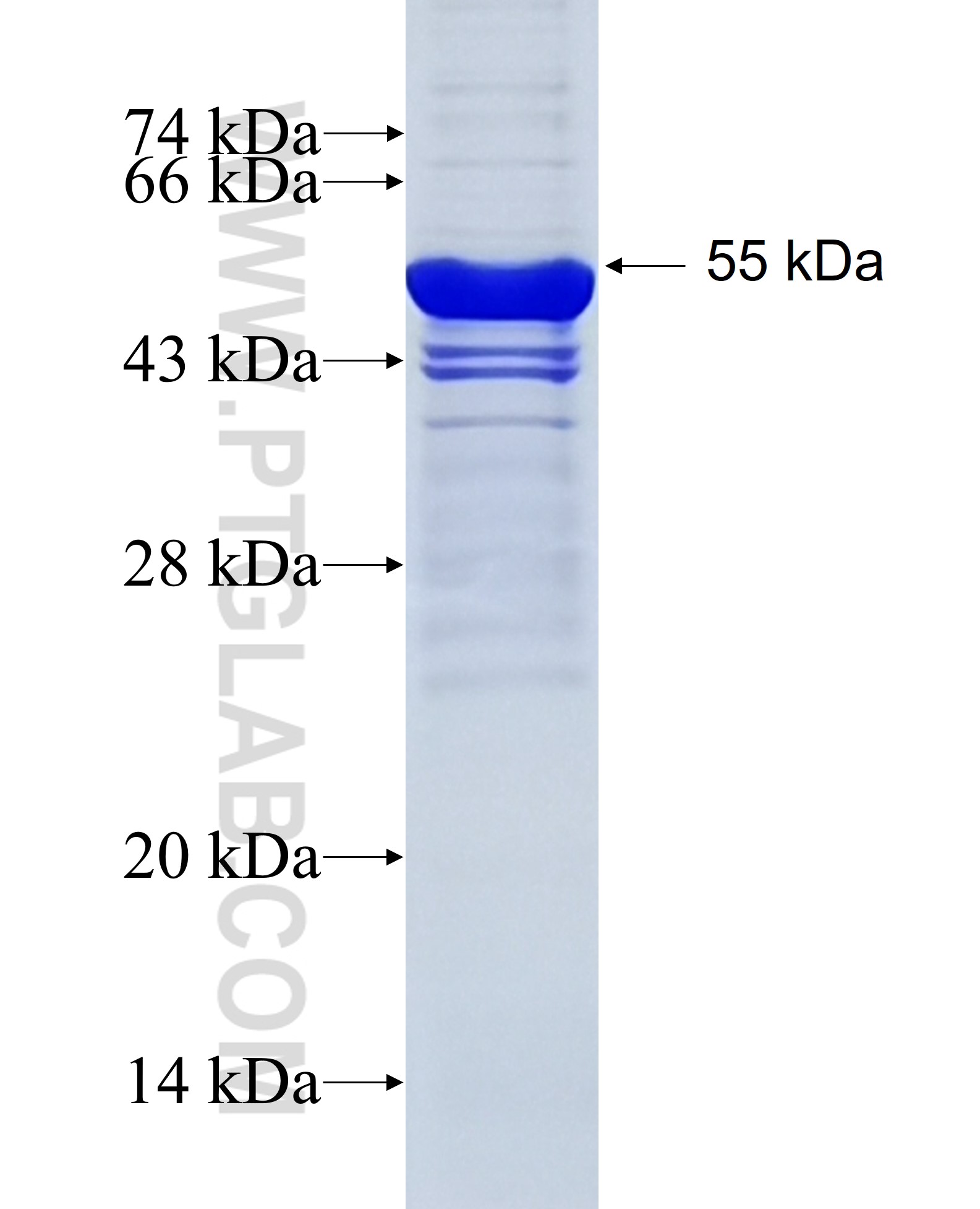 RNASEH1 fusion protein Ag7990 SDS-PAGE