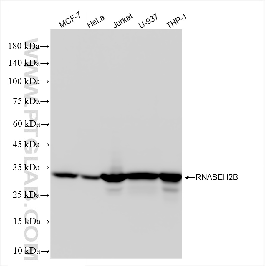 WB analysis using 84097-6-RR (same clone as 84097-6-PBS)