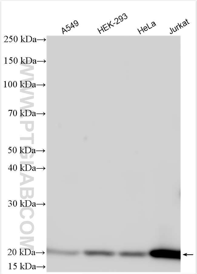 WB analysis using 16518-1-AP