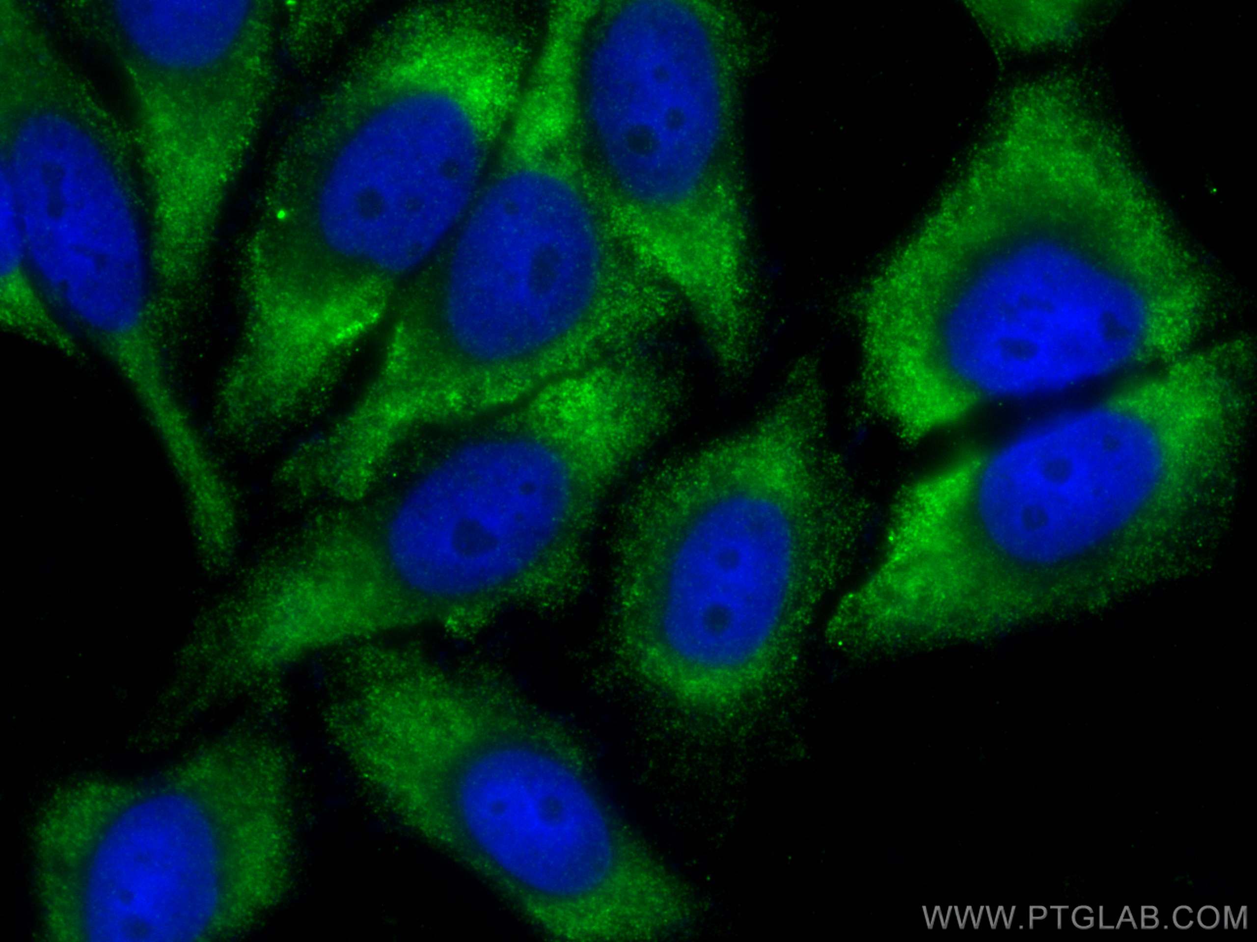IF Staining of HepG2 using 22577-1-AP (same clone as 22577-1-PBS)