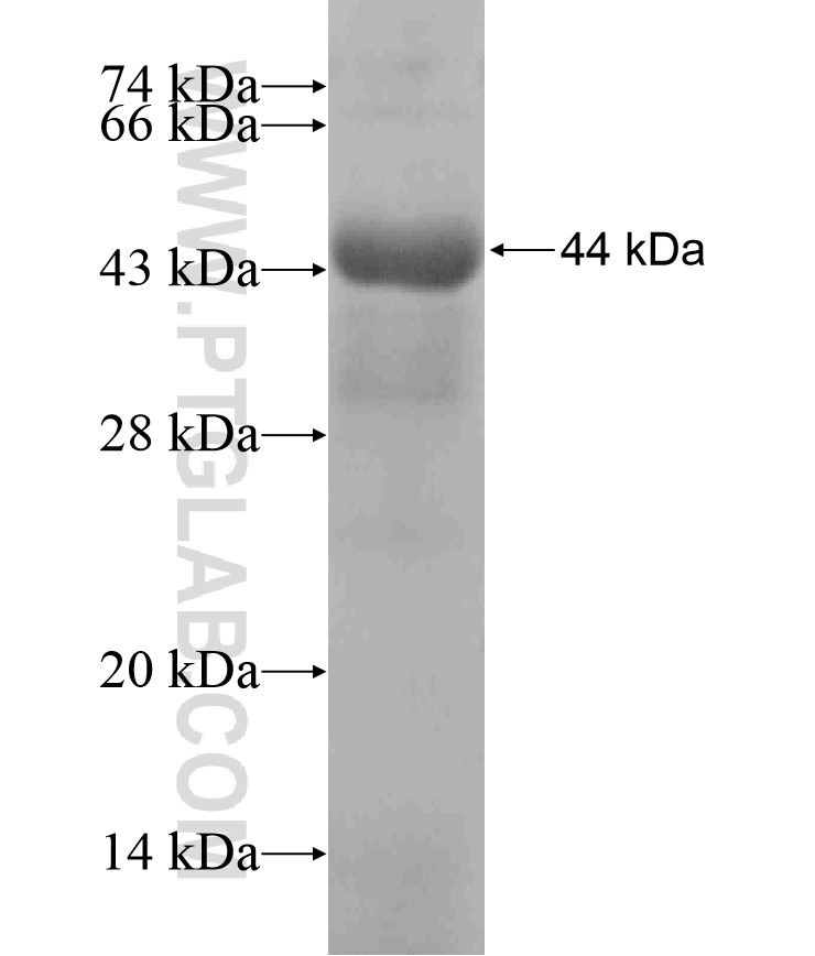 RNASEL fusion protein Ag17409 SDS-PAGE