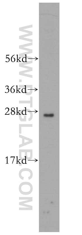 RND2 Polyclonal antibody