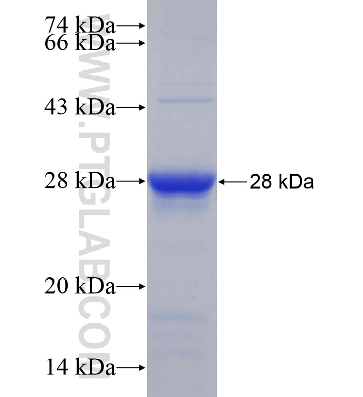 RND3 fusion protein Ag18839 SDS-PAGE