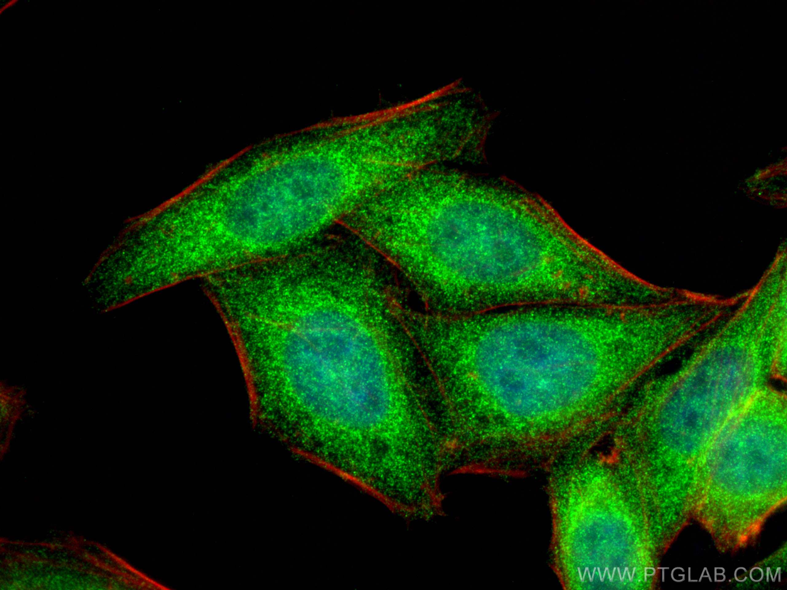 IF Staining of HepG2 using 16936-1-AP