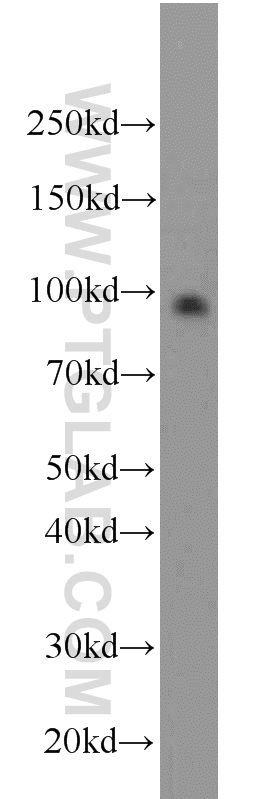 WB analysis of PC-3 using 16936-1-AP