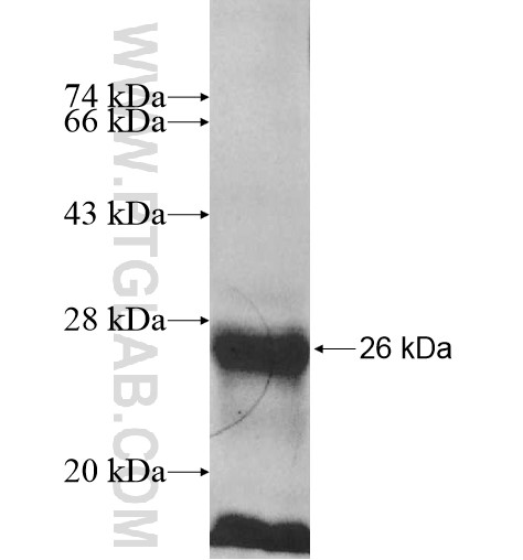 RNF11 fusion protein Ag11643 SDS-PAGE RNF11 fusion protein Ag11643 SDS-PAGE