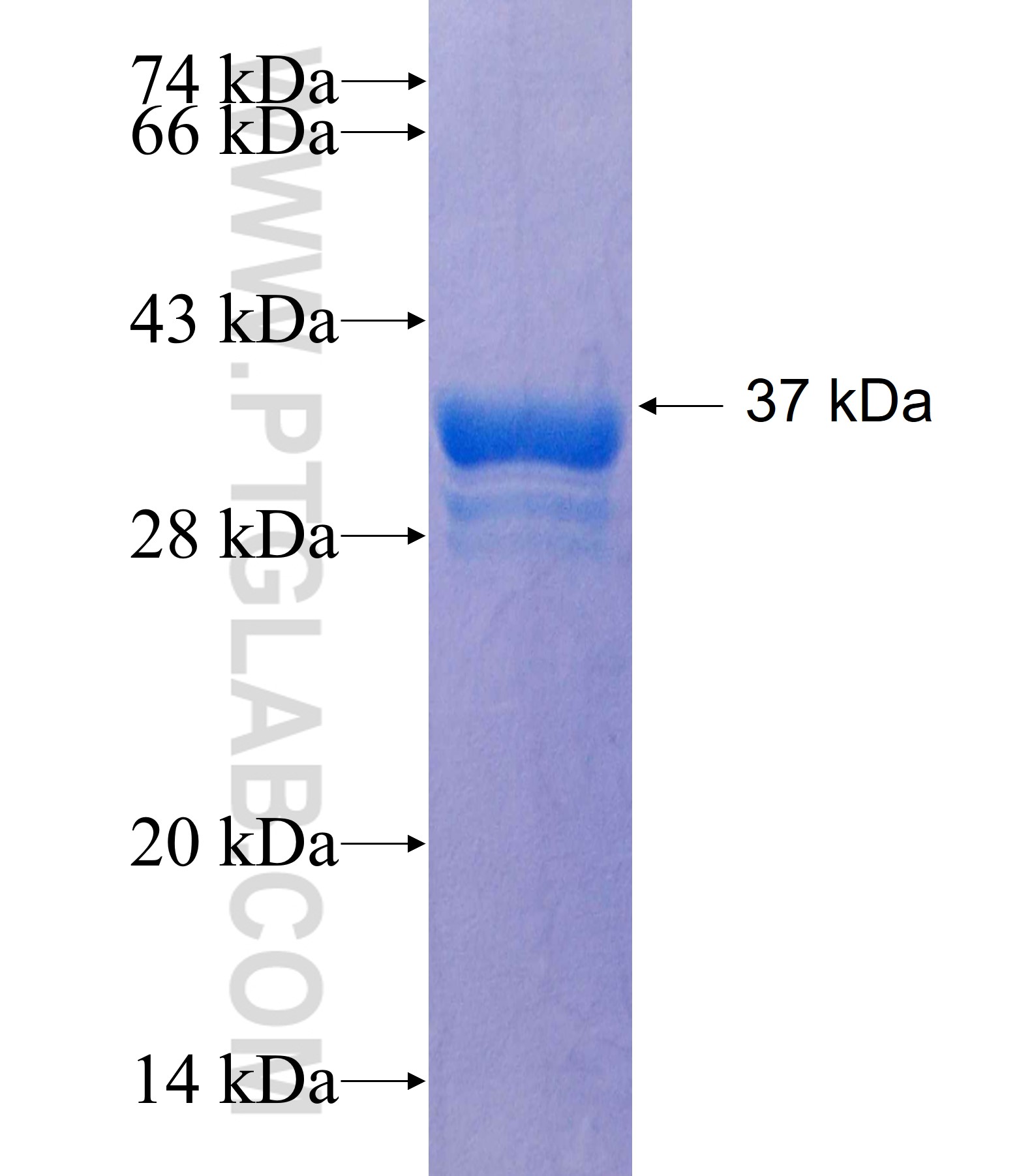 RNF113A fusion protein Ag25313 SDS-PAGE