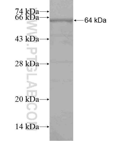 RNF123 fusion protein Ag19642 SDS-PAGE RNF123 fusion protein Ag19642 SDS-PAGE