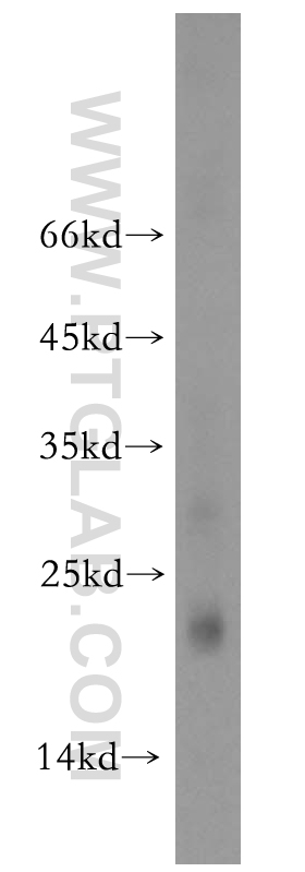 WB analysis of A2780 using 13290-1-AP