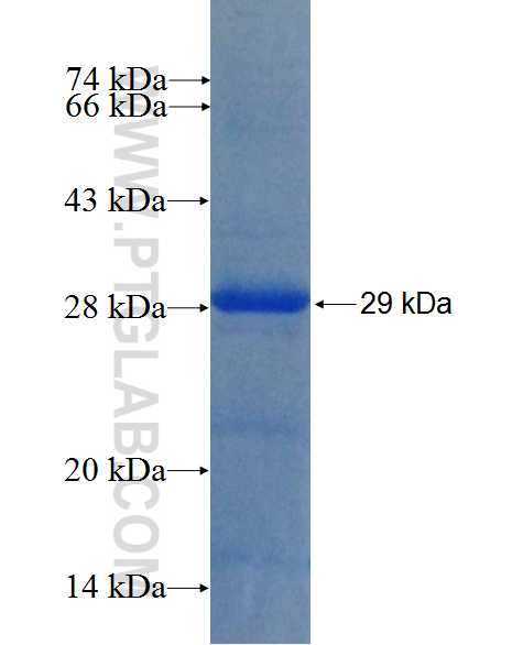 RNF125 fusion protein Ag26719 SDS-PAGE