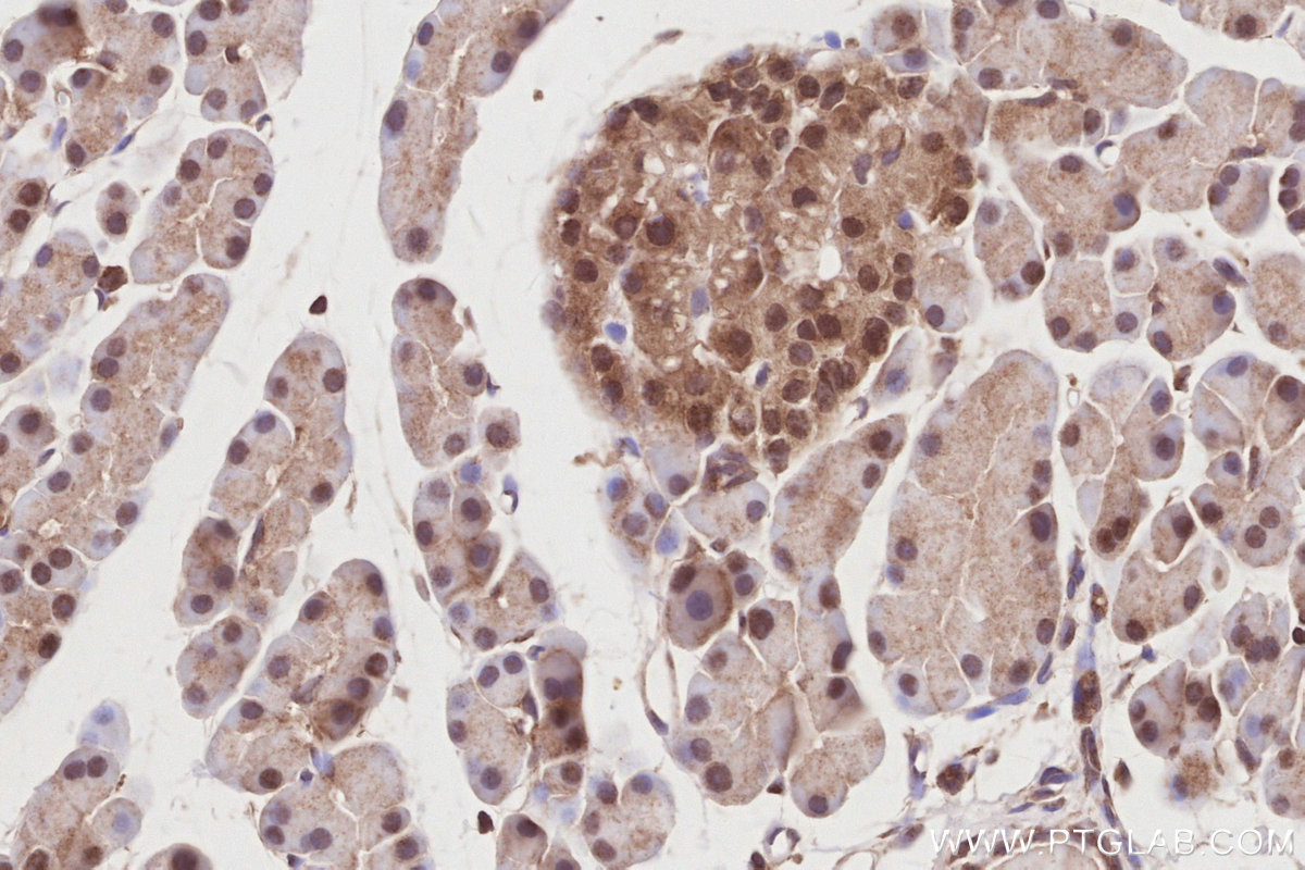 IHC staining of rat pancreas using 19835-1-AP