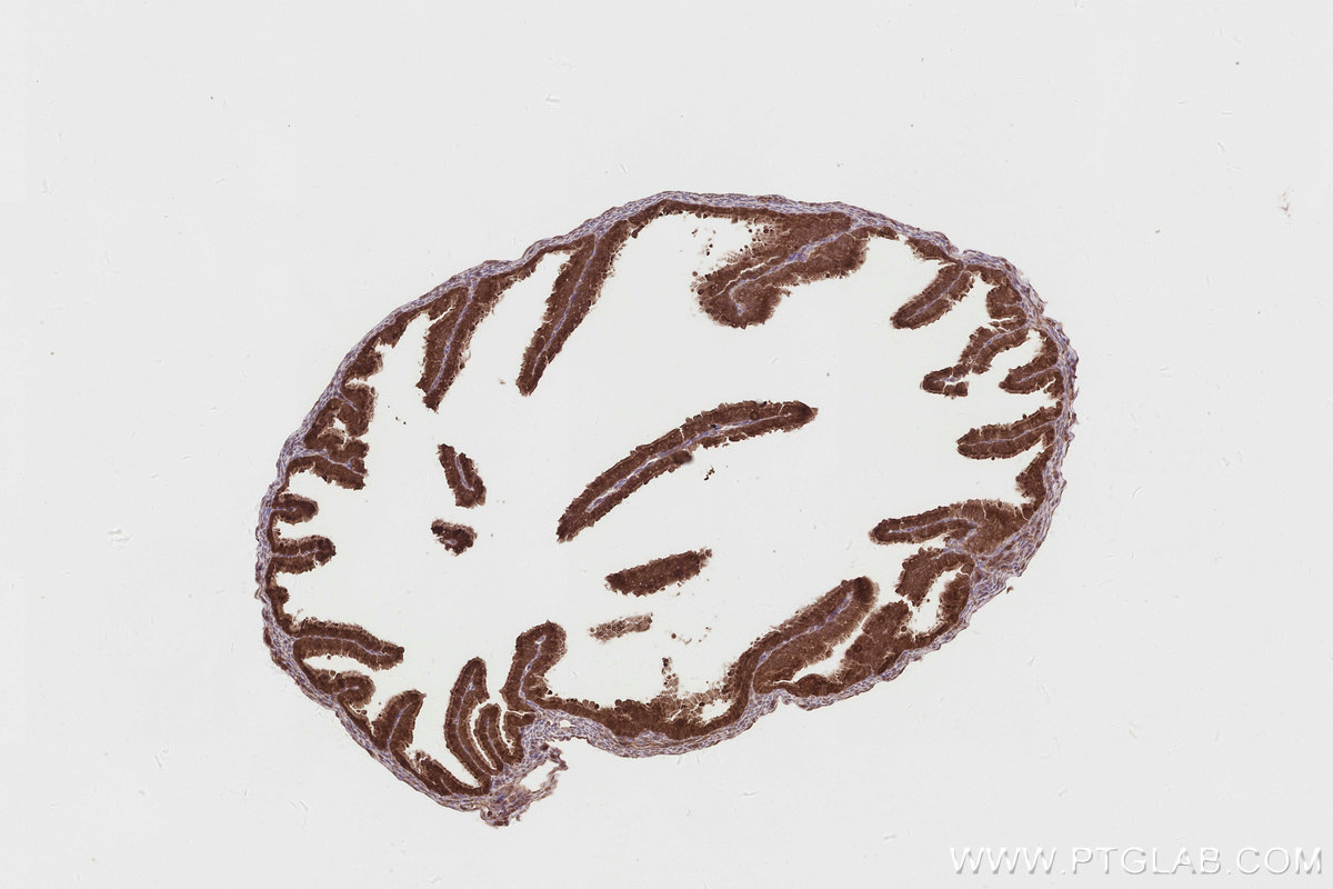 IHC staining of mouse ovary using 19835-1-AP