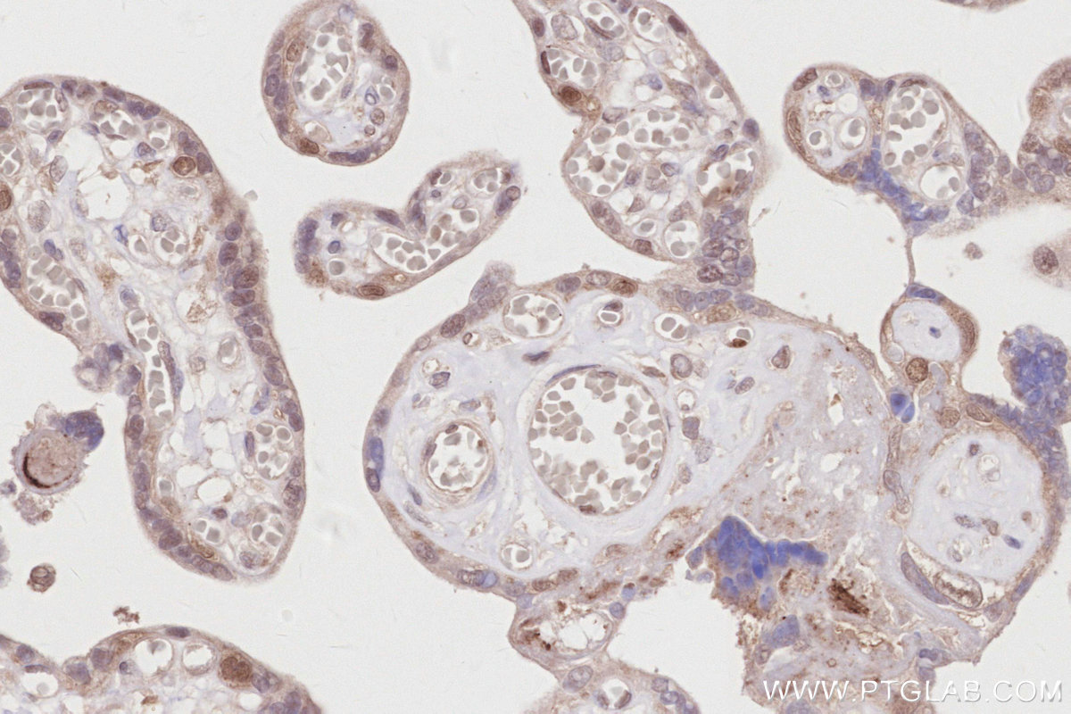 IHC staining of human placenta using 84772-6-RR (same clone as 84772-6-PBS)