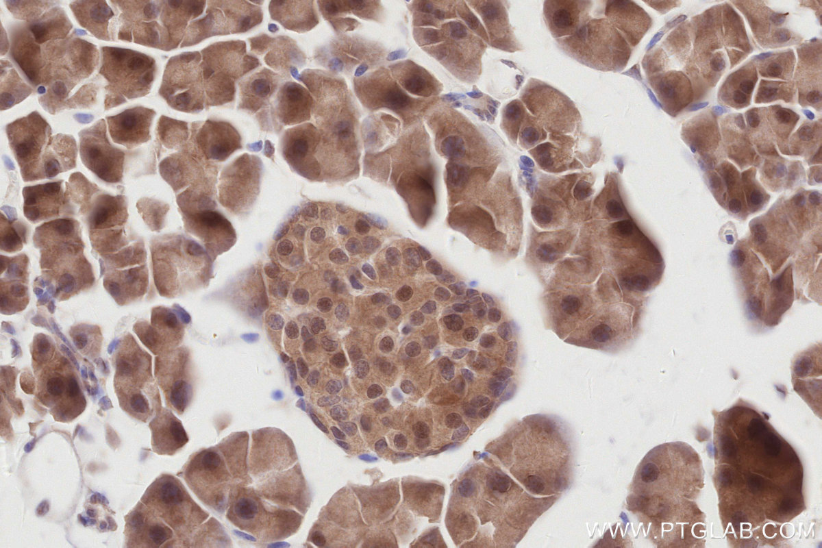 IHC staining of mouse pancreas using 84772-6-RR (same clone as 84772-6-PBS)