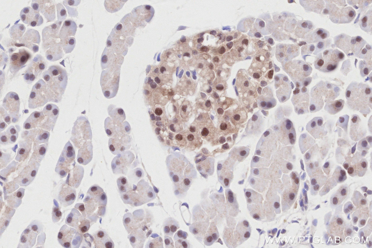 IHC staining of rat pancreas using 84772-6-RR (same clone as 84772-6-PBS)