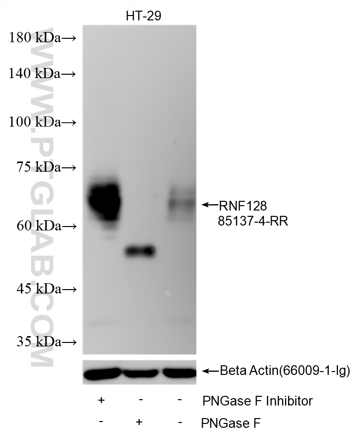 WB analysis using 85137-4-RR