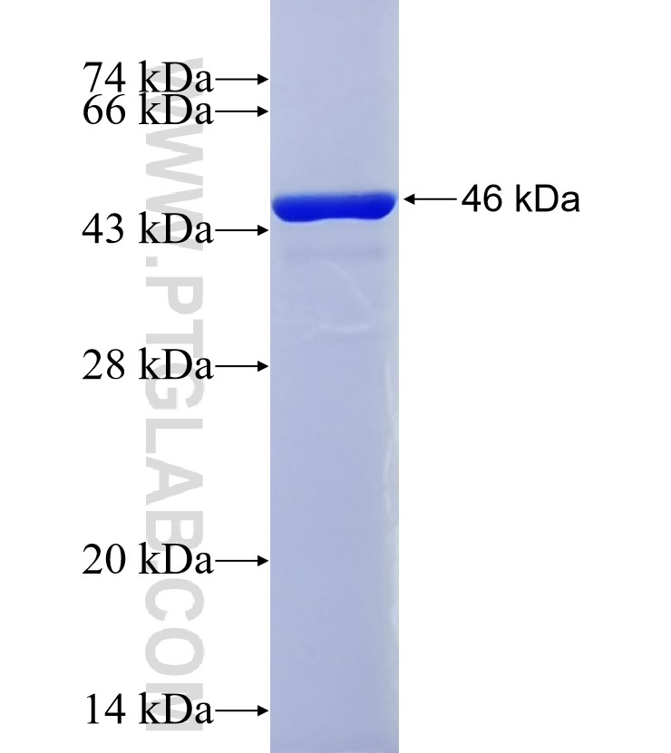 RNF128 fusion protein Ag22834 SDS-PAGE