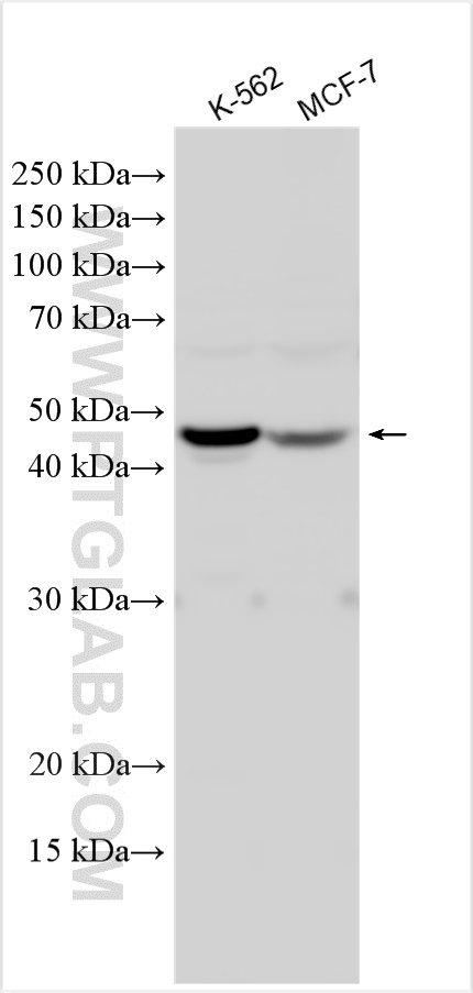 WB analysis using 20792-1-AP