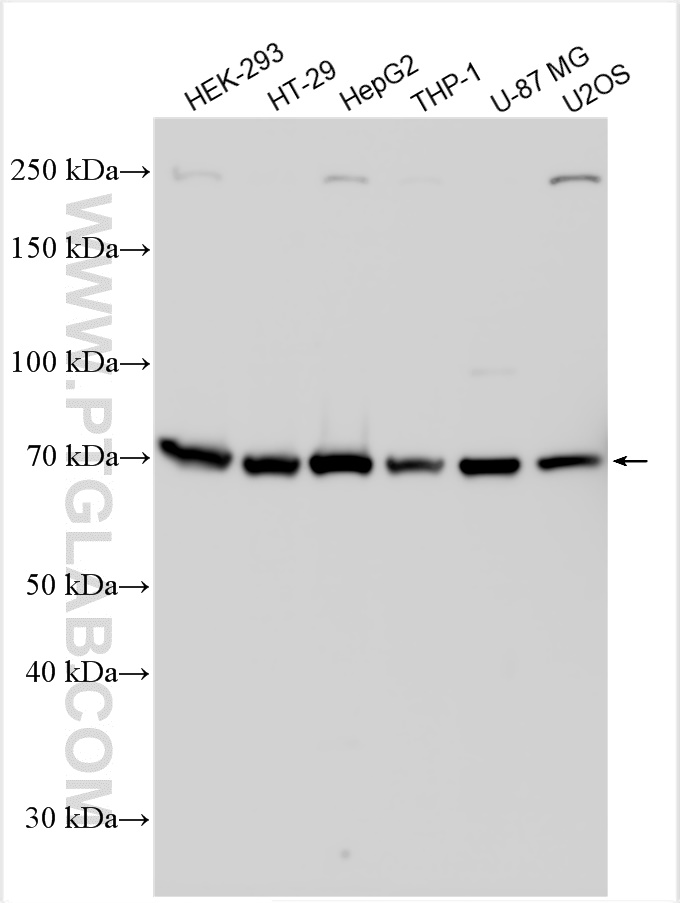 WB analysis using 28261-1-AP