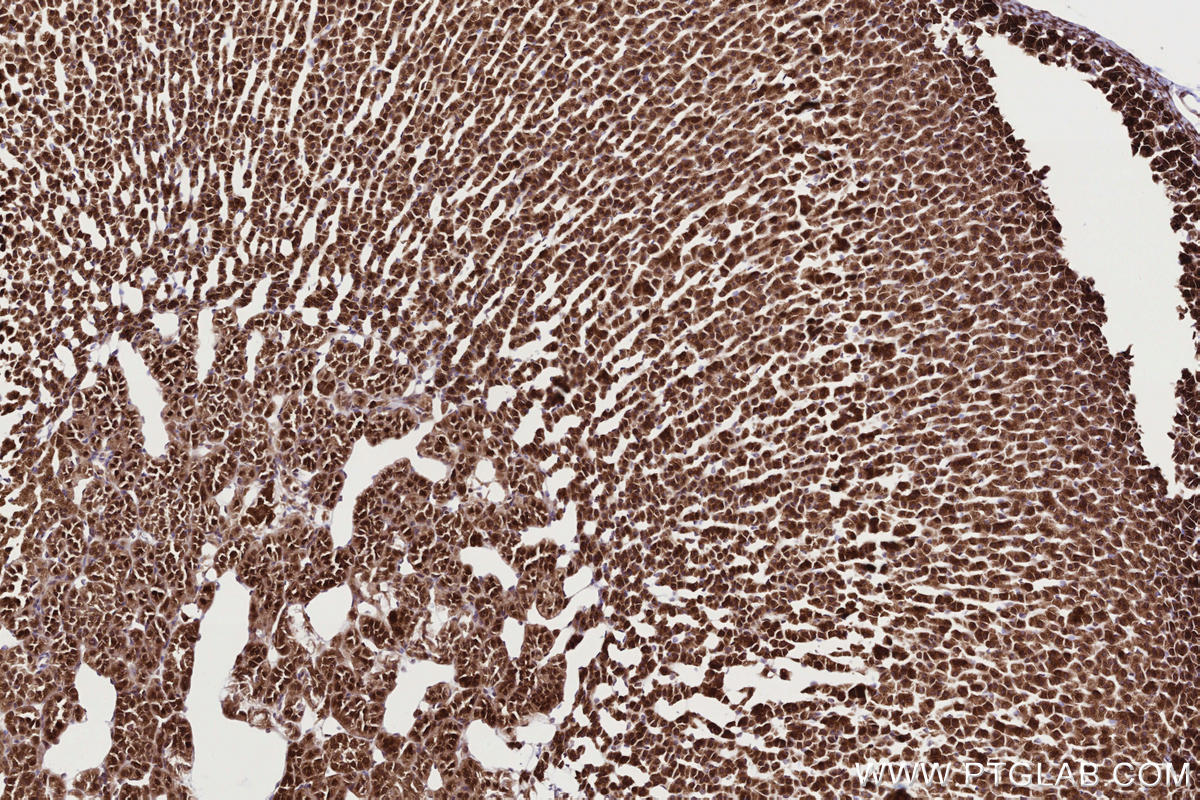 IHC staining of rat adrenal gland using 83755-2-RR IHC staining of rat adrenal gland using 83755-2-RR