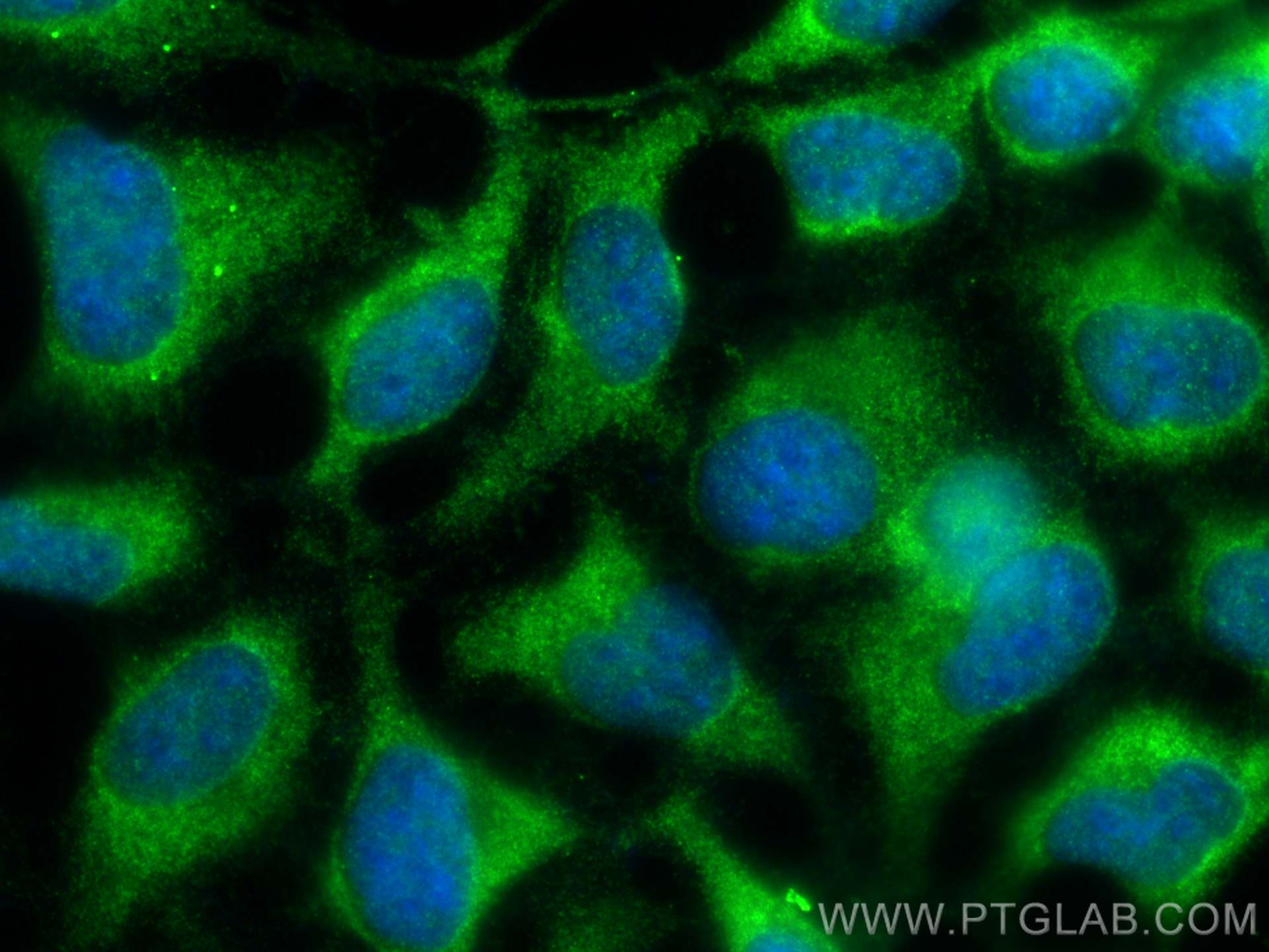 IF Staining of HEK-293 using 26368-1-AP