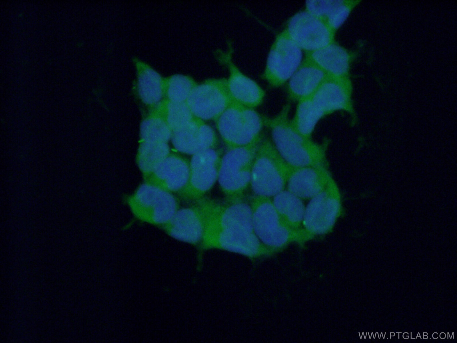 IF Staining of HEK-293 using 26368-1-AP