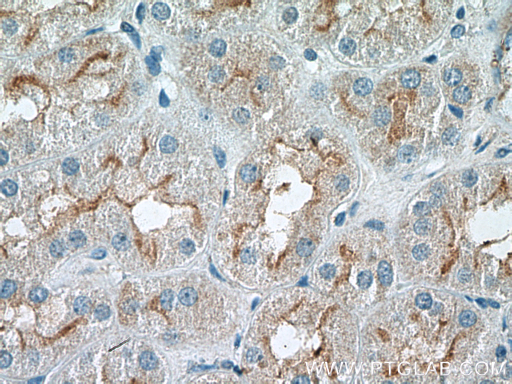 IHC staining of human kidney using 26306-1-AP