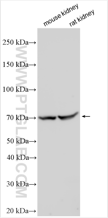 WB analysis using 24524-1-AP