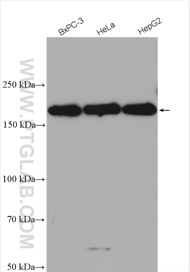 WB analysis using 28452-1-AP