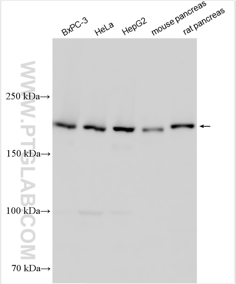 WB analysis using 28452-1-AP