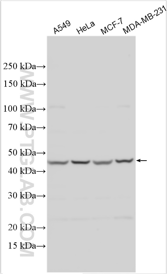 WB analysis using 24618-1-AP