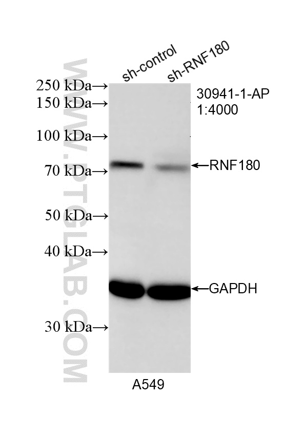 WB analysis of A549 using 30941-1-AP