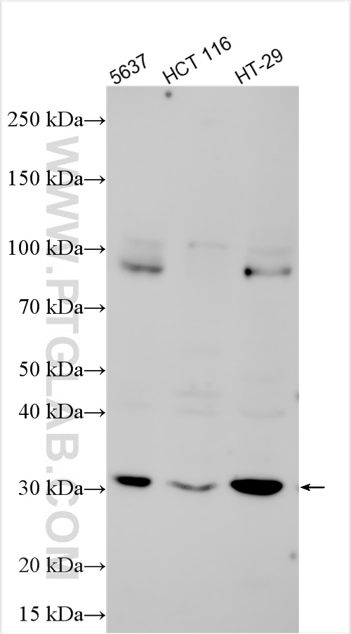 WB analysis using 32715-1-AP