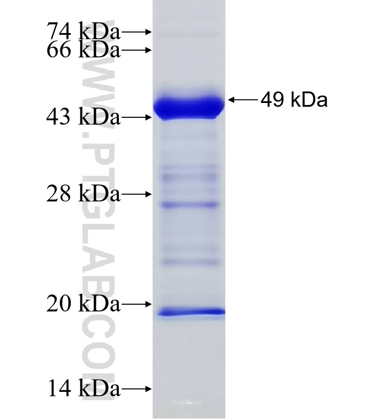 RNF19A fusion protein Ag33826 SDS-PAGE