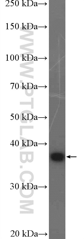 WB analysis of K-562 using 16031-1-AP