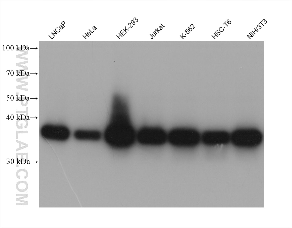 WB analysis using 61023-2-Ig WB analysis using 61023-2-Ig