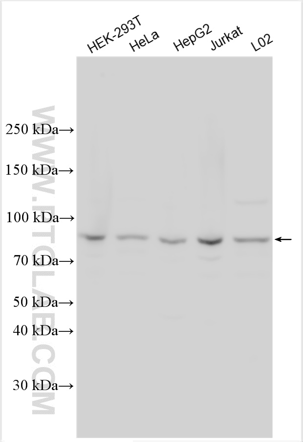 WB analysis using 32688-1-AP