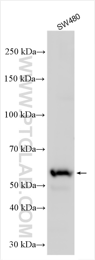 WB analysis of SW480 using 10185-1-AP