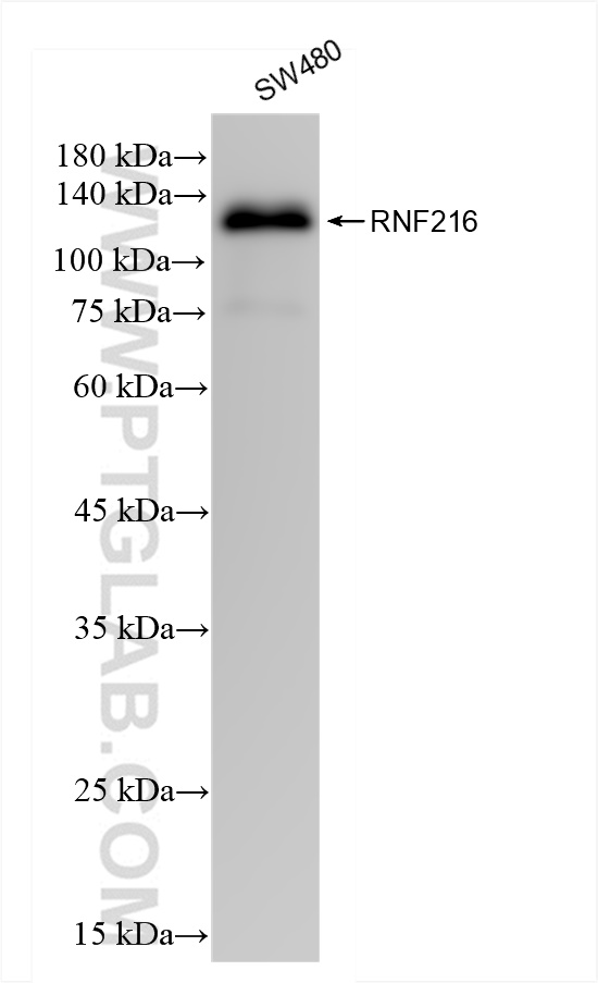 WB analysis of SW480 using 83658-2-RR