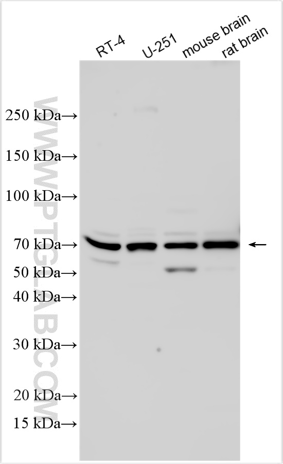 WB analysis using 32482-1-AP