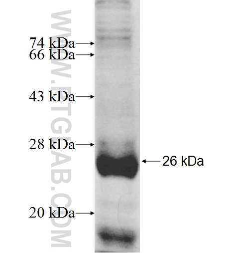 RNF26 fusion protein Ag9801 SDS-PAGE RNF26 fusion protein Ag9801 SDS-PAGE