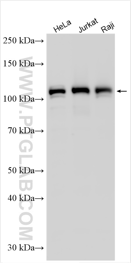 WB analysis using 30797-1-AP