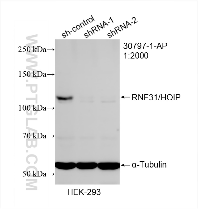 WB analysis of HEK-293 using 30797-1-AP