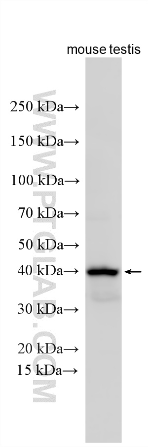 WB analysis using 17471-1-AP