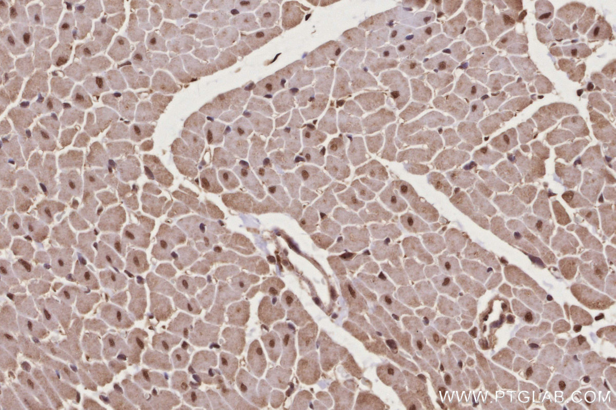 IHC staining of rat heart using 10629-1-AP